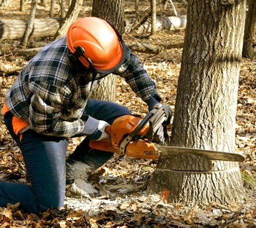 Tree Removal in Flagtown, NJ